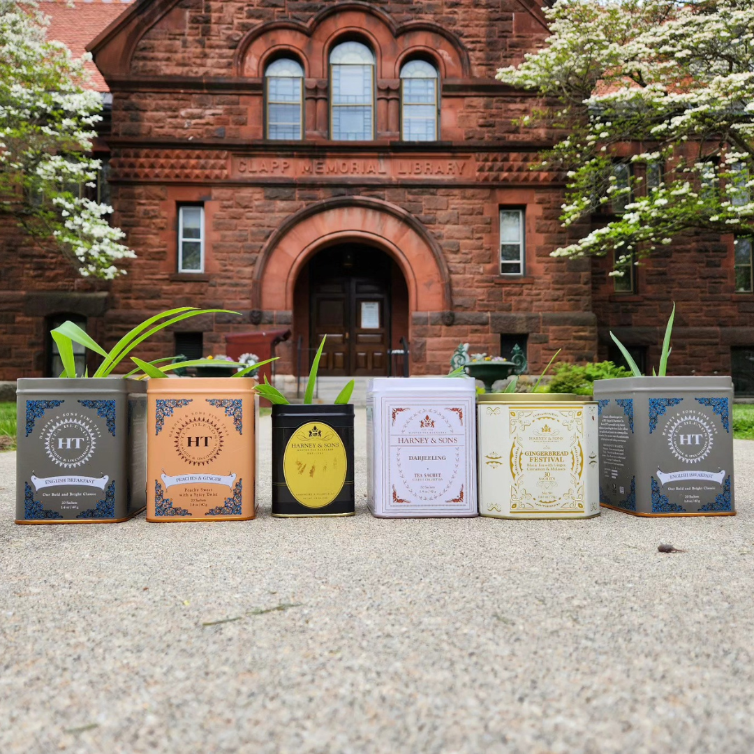 spider plant babies in tea container planters, in front of the library