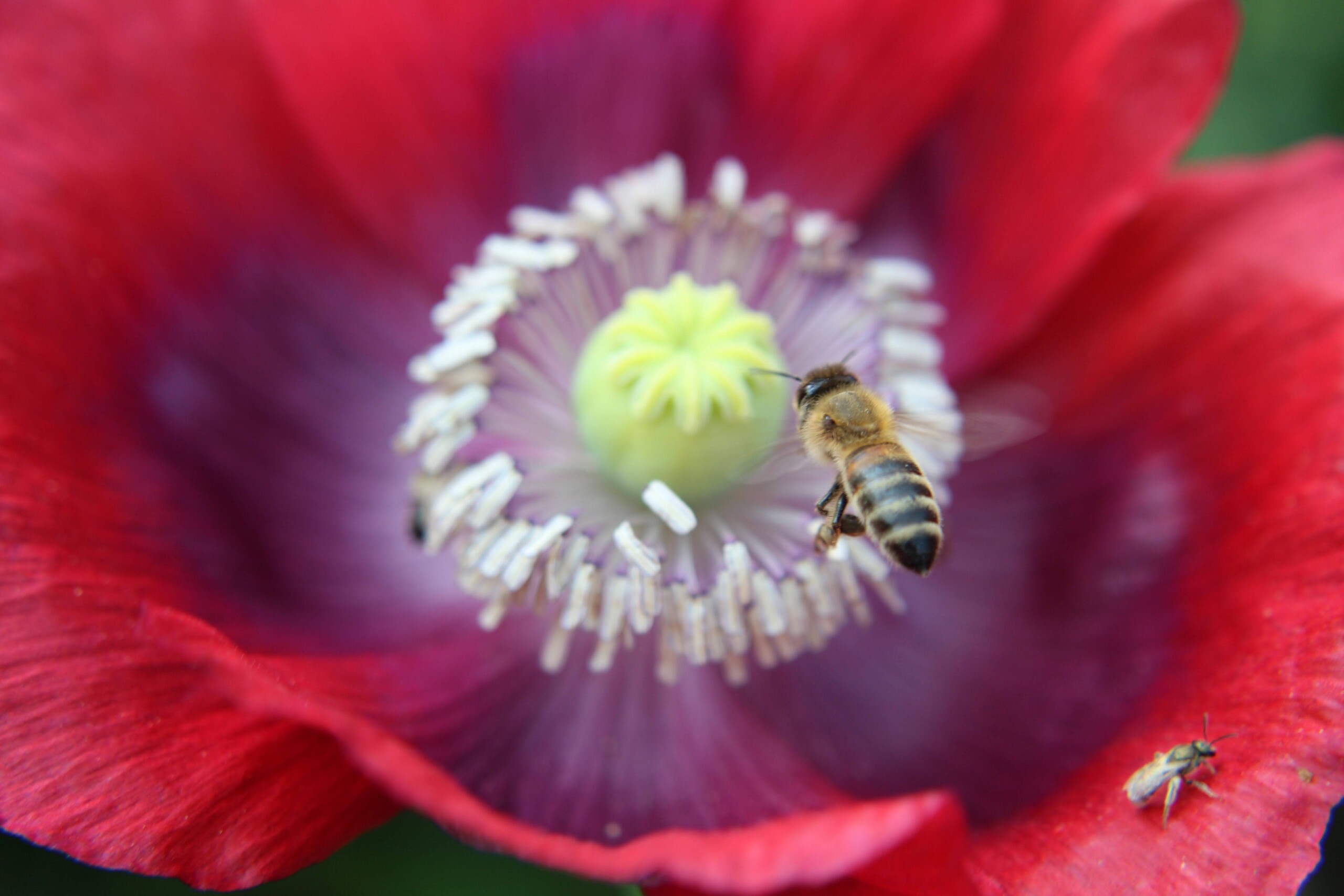 a close up color photograph of a bee in a poppy