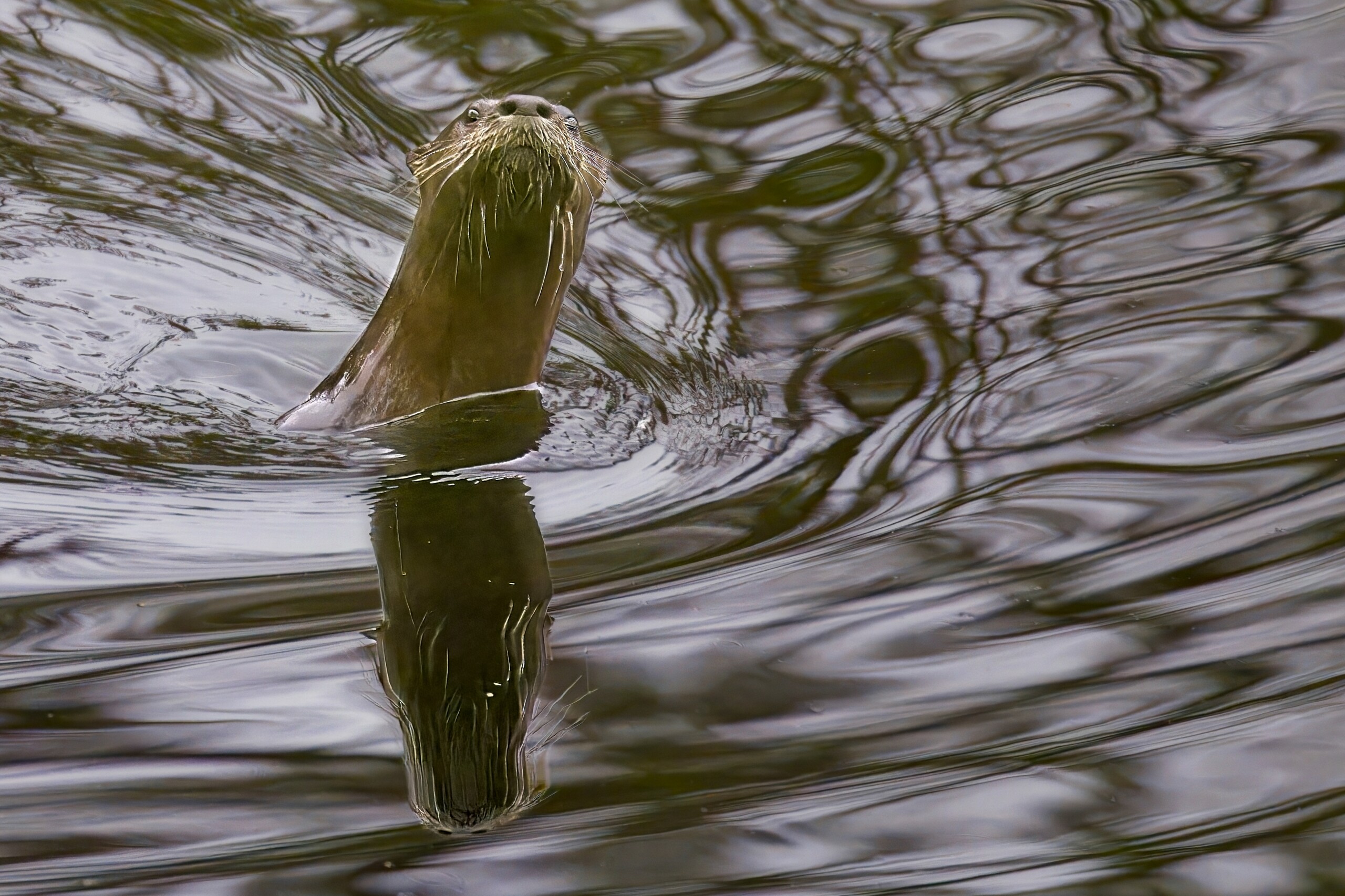 a color photograph of a swimming otter rising out of the water
