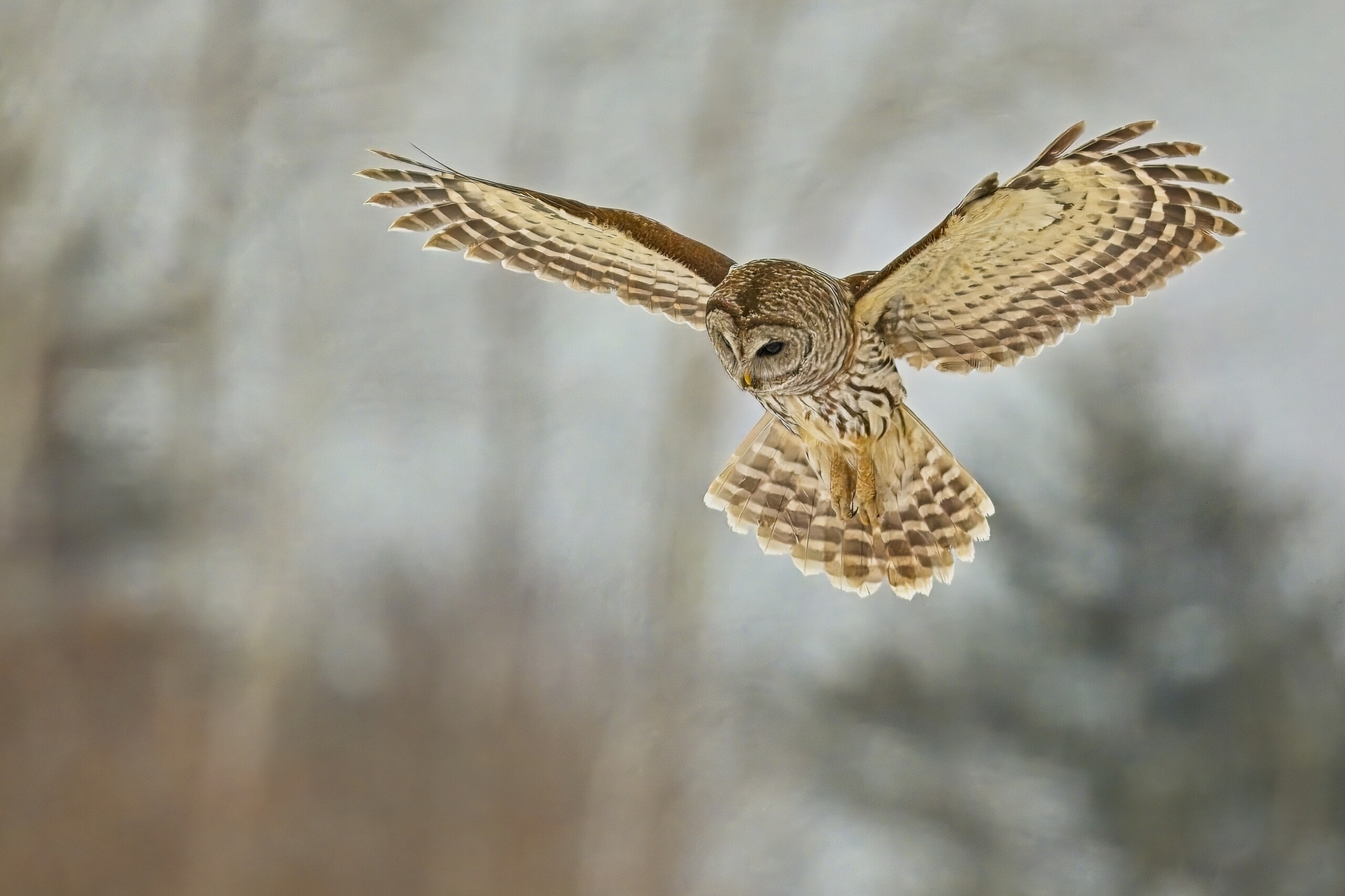 color photograph of a Barred Owl hovering above an unseen hunting target