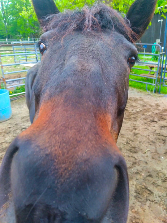 a color photograph of a horse looking curiously at the camera at very close range