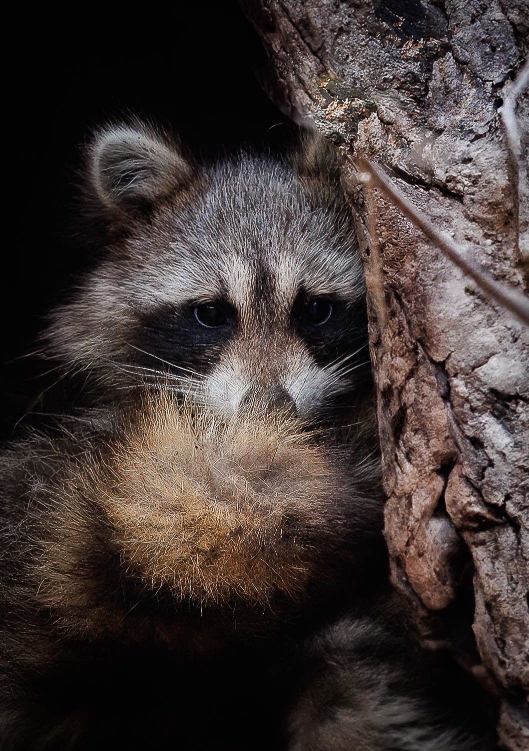 a color close up photograph of a turtle looking out at the viewer