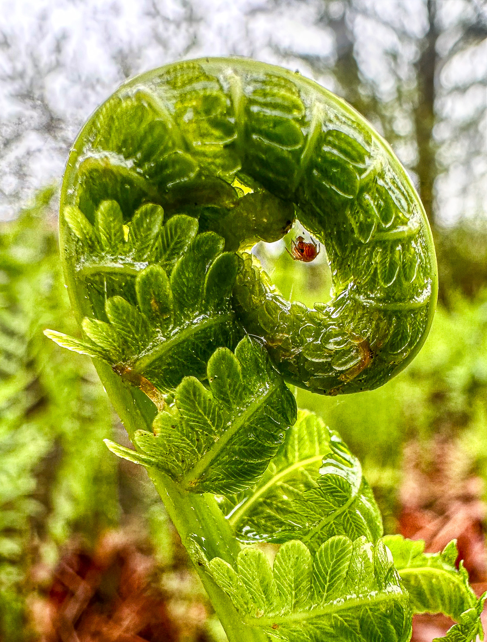 color photograph of a mite in the curl of a fern