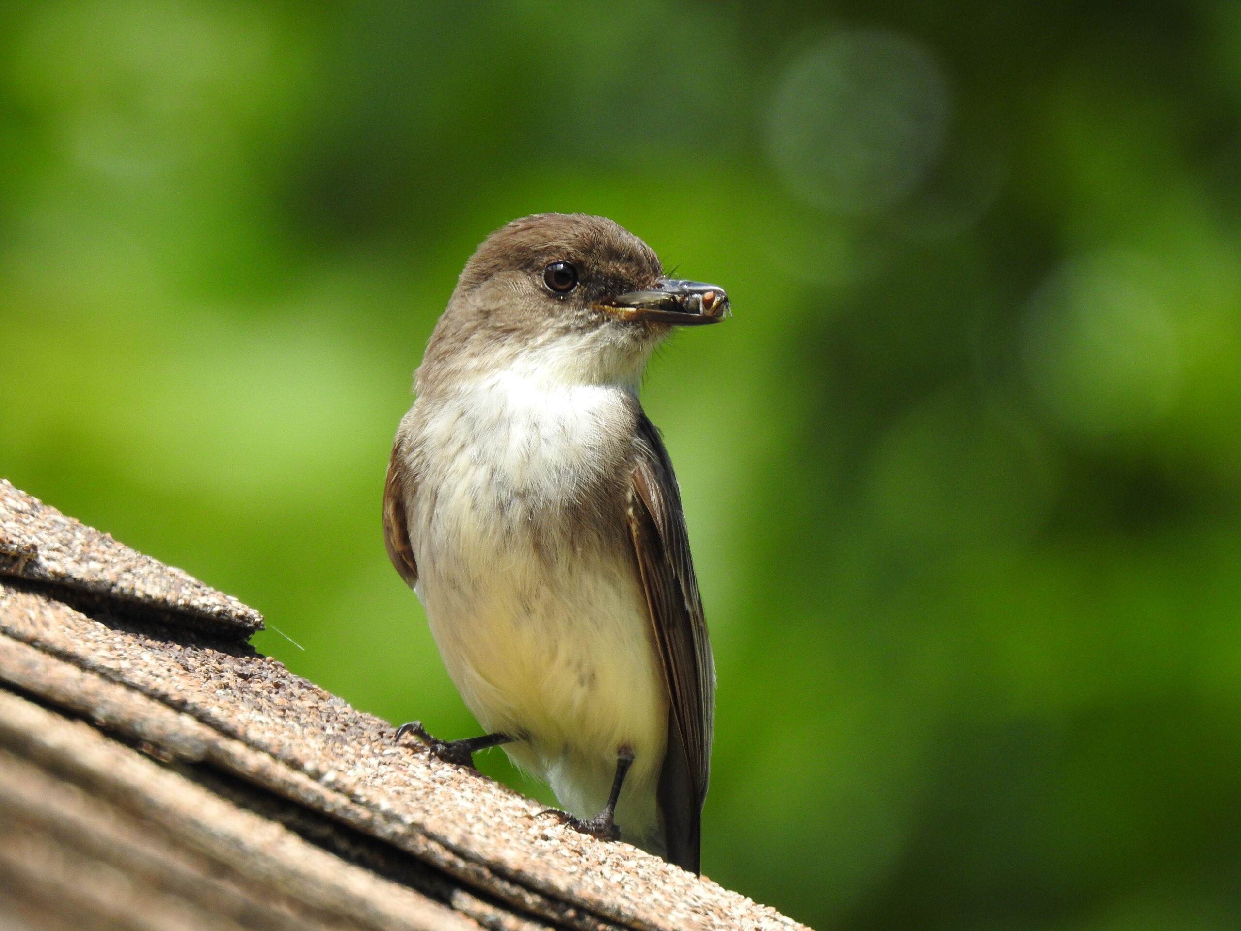 color photograph of an Eastern Phoebe (bird) with a snack
