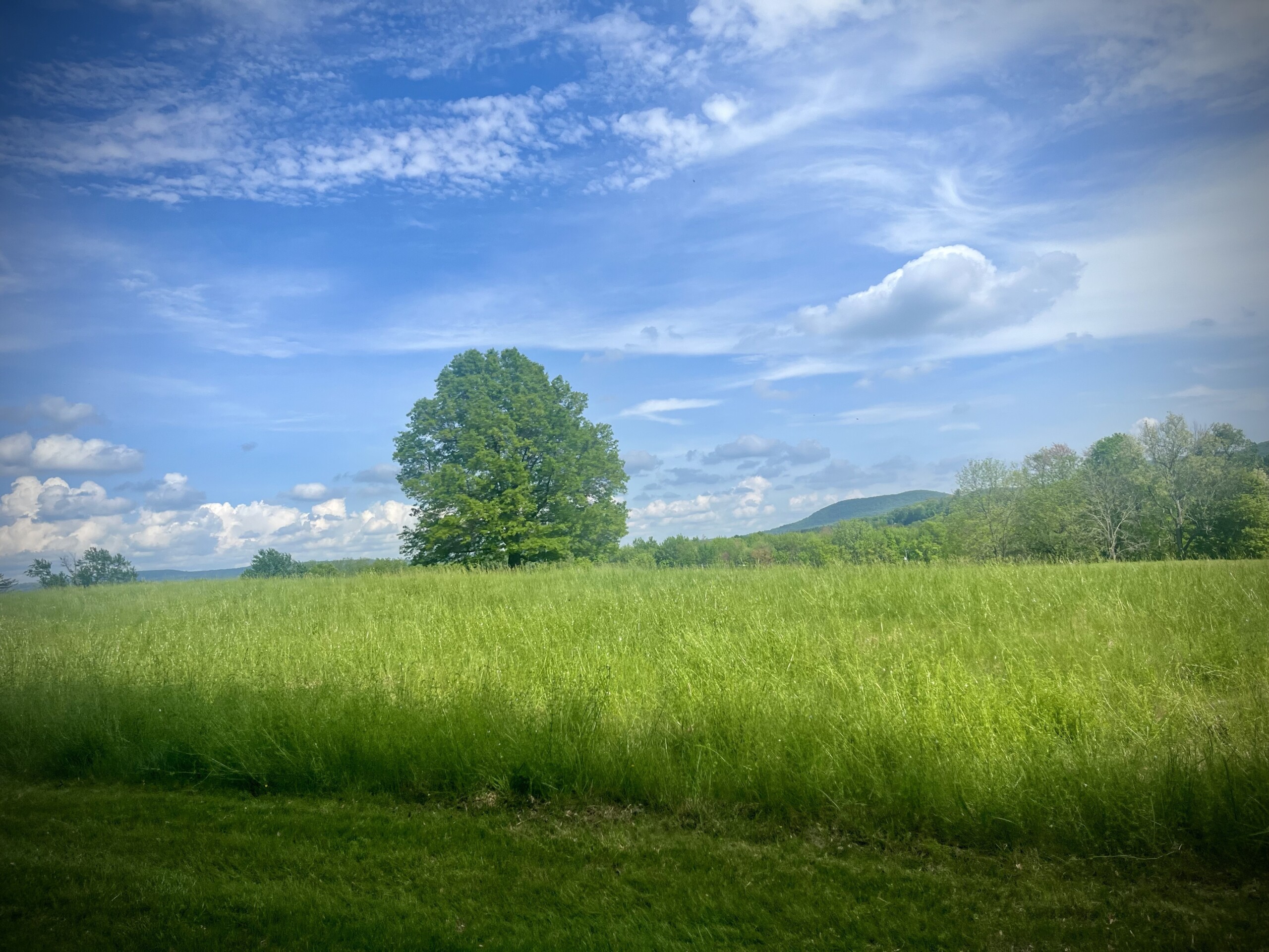 a color photograph of a tall green field with a large tree centered in the far end against a blue sky