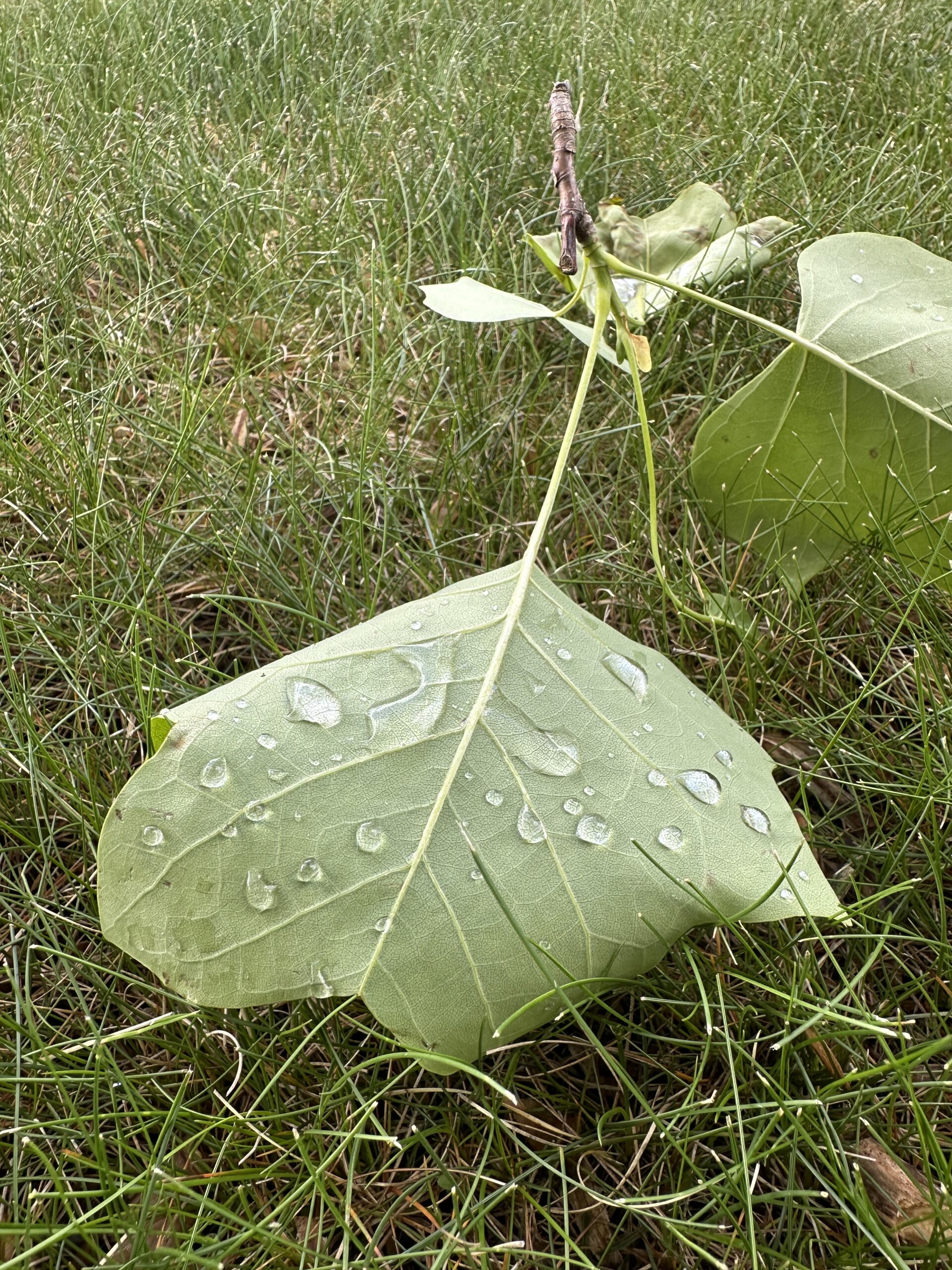 a close up color photograph of water droplets on a downed leaf