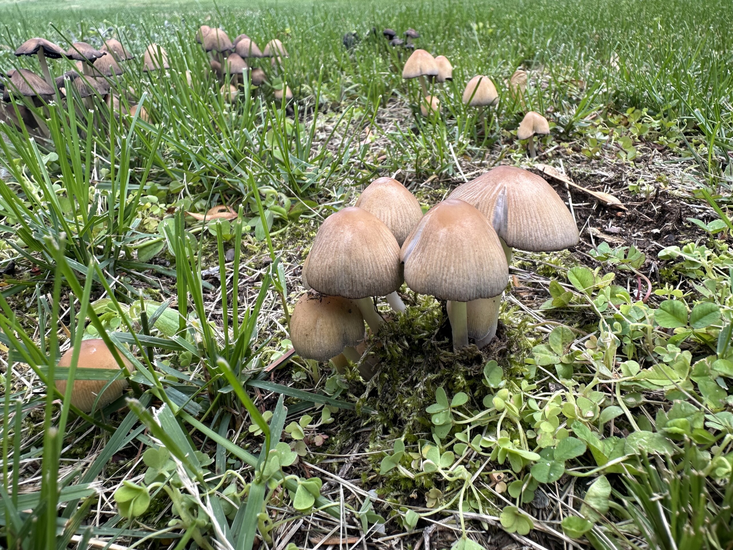 image: a close up photograph of tiny light brown mushrooms growing on a lawn