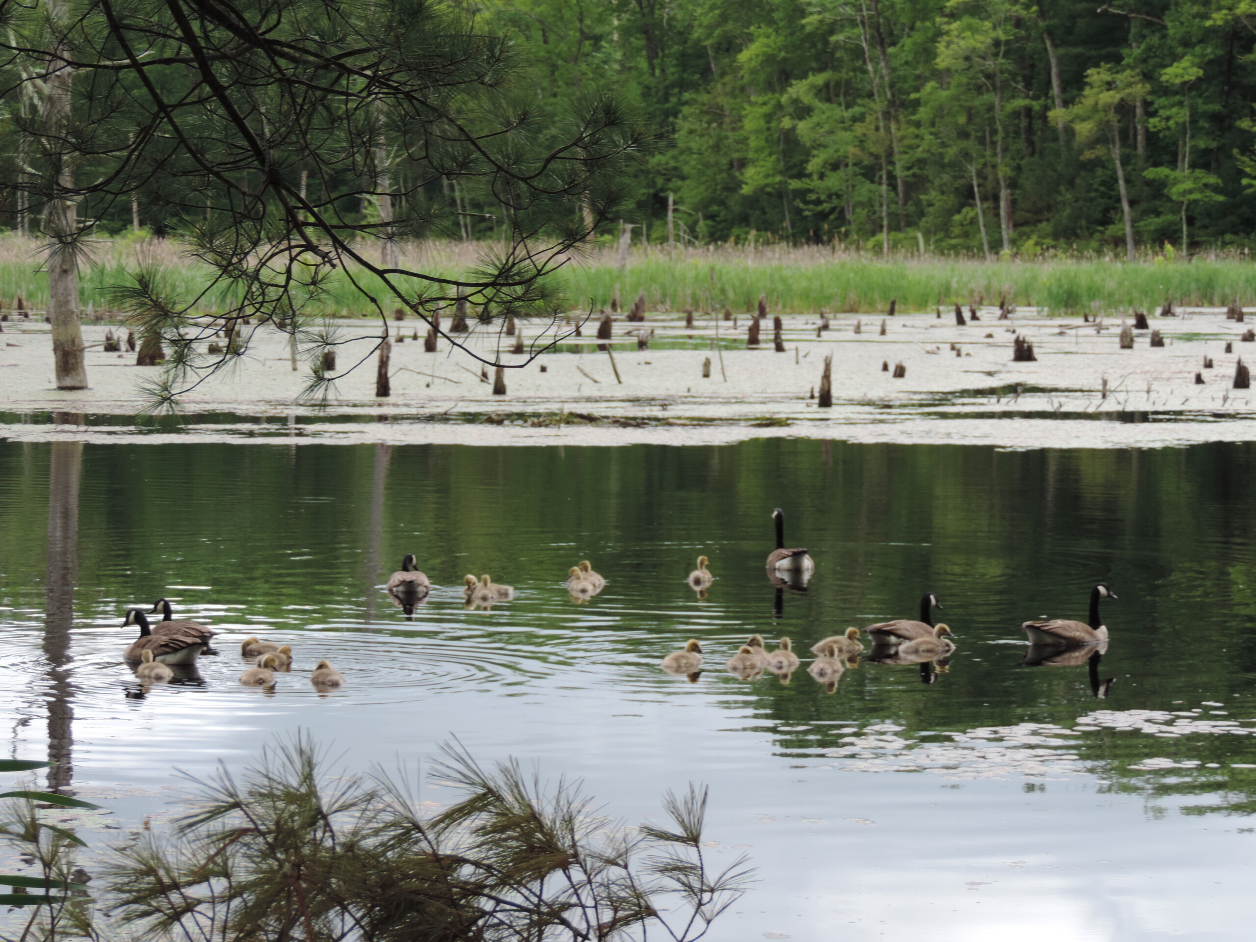 a color photograph of geese with their goslings swimming in a pond