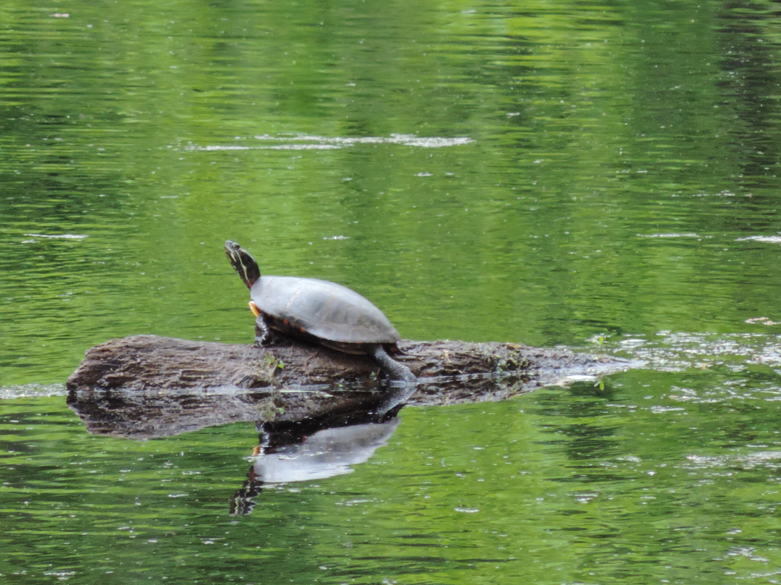 a color photograph of a turtle on a floating log in a lake